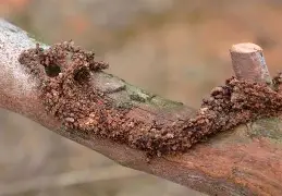 开云体育-蛾?捜呑M?C箒お?Po@哱鎗C